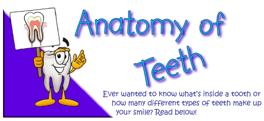 Anatomy of Teeth